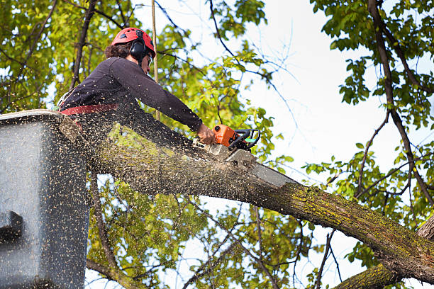 Best Tree Preservation Services  in USA